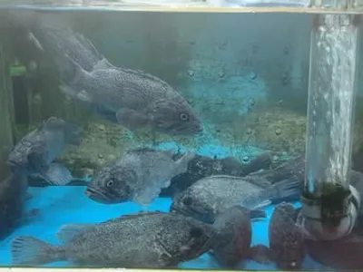오륙도 횟집 18
